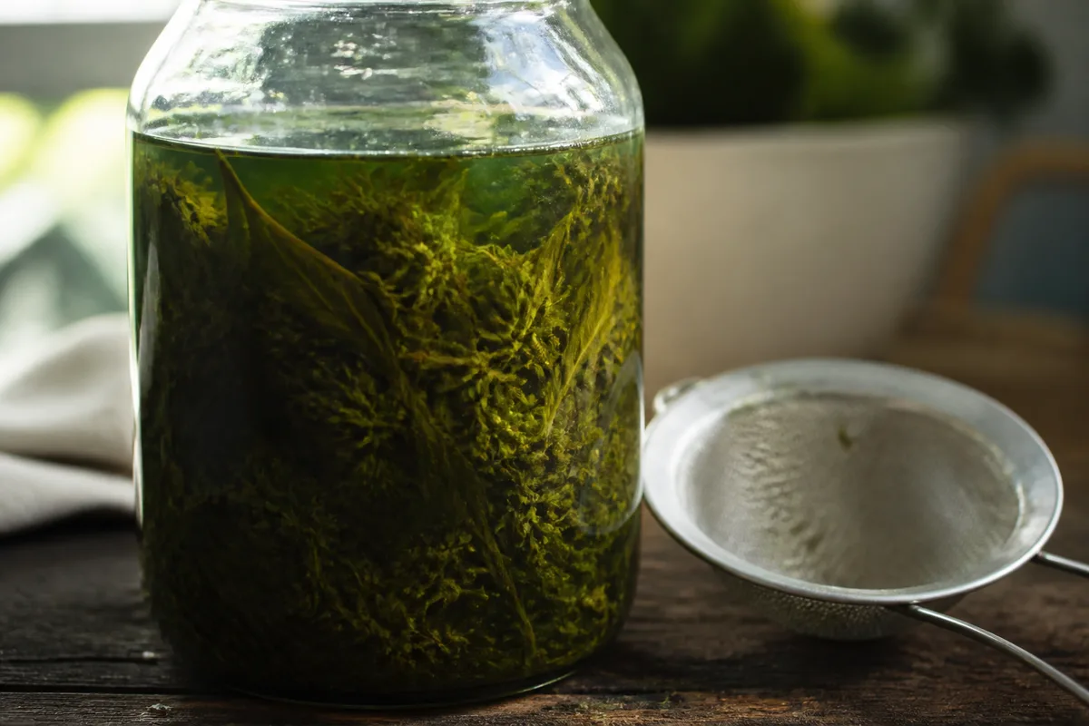 Bocal de verre lisse où macèrent des sommités de chanvre dans un liquide vert profond, sur un plan de travail en bois foncé